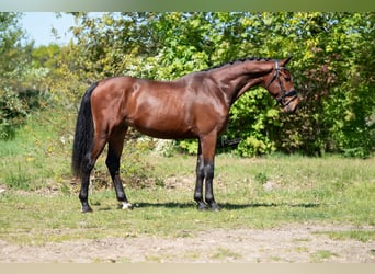 KWPN, Gelding, 3 years, 16 hh, Brown-Light