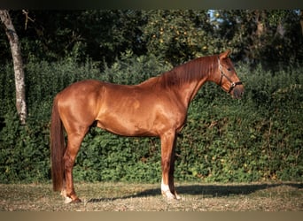 KWPN, Gelding, 3 years, 16 hh, Brown-Light