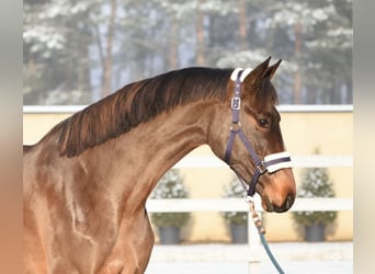 KWPN, Gelding, 3 years, 16 hh, Brown