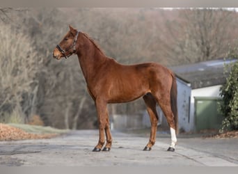 KWPN, Gelding, 3 years, 16 hh, Chestnut-Red