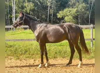 KWPN, Gelding, 3 years, 16 hh