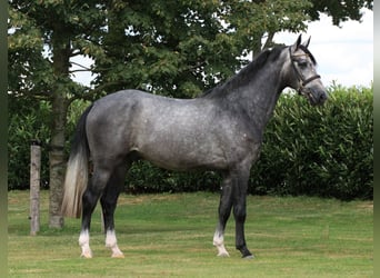 KWPN, Gelding, 3 years, 16 hh, Grey