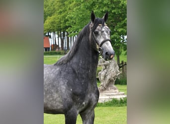 KWPN, Gelding, 3 years, 16 hh, Grey