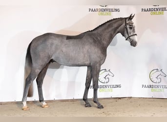 KWPN, Gelding, 3 years, 16 hh, Grey