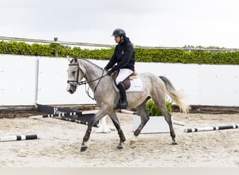 KWPN, Gelding, 3 years, 16 hh, Grey