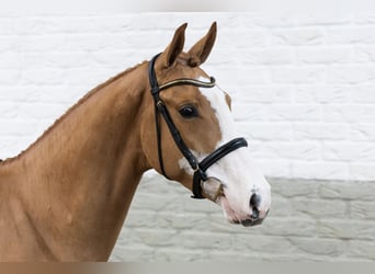 KWPN, Gelding, 3 years, 16 hh