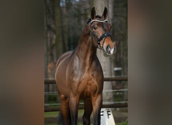 KWPN, Gelding, 3 years, 16,1 hh, Bay-Dark