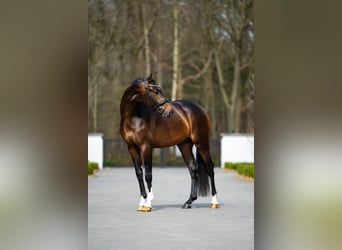 KWPN, Gelding, 3 years, 16,1 hh, Bay-Dark