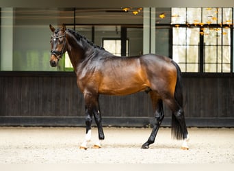 KWPN, Gelding, 3 years, 16,1 hh, Bay-Dark