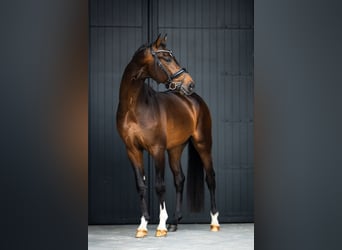 KWPN, Gelding, 3 years, 16,1 hh, Bay-Dark