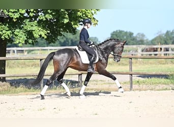 KWPN, Gelding, 3 years, 16,1 hh, Bay-Dark