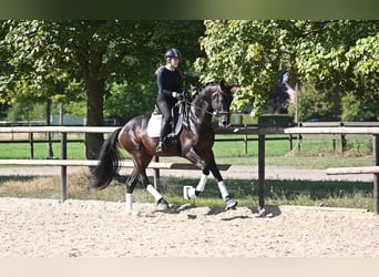 KWPN, Gelding, 3 years, 16,1 hh, Bay-Dark