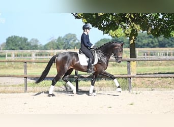 KWPN, Gelding, 3 years, 16,1 hh, Bay-Dark