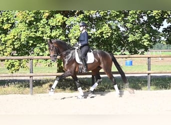 KWPN, Gelding, 3 years, 16,1 hh, Bay-Dark