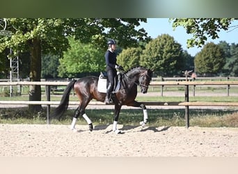 KWPN, Gelding, 3 years, 16,1 hh, Bay-Dark