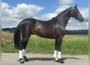KWPN, Gelding, 3 years, 16,1 hh, Bay-Dark