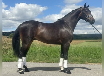 KWPN, Gelding, 3 years, 16,1 hh, Bay-Dark