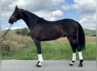KWPN, Gelding, 3 years, 16,1 hh, Bay-Dark