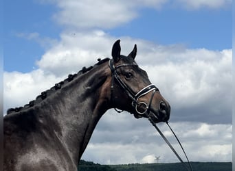 KWPN, Gelding, 3 years, 16,1 hh, Bay-Dark