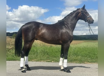 KWPN, Gelding, 3 years, 16,1 hh, Bay-Dark