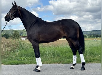 KWPN, Gelding, 3 years, 16,1 hh, Bay-Dark