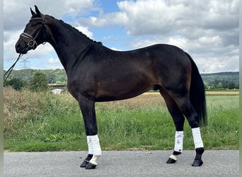 KWPN, Gelding, 3 years, 16,1 hh, Bay-Dark