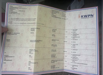 KWPN, Gelding, 3 years, 16,1 hh, Bay-Dark