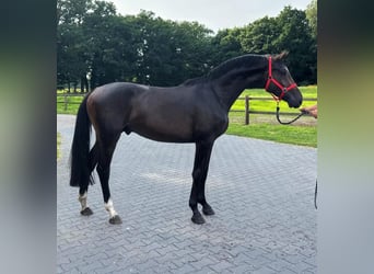 KWPN, Gelding, 3 years, 16,1 hh, Bay-Dark