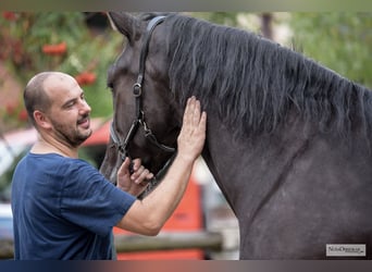 KWPN, Gelding, 3 years, 16,1 hh, Black
