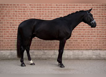 KWPN, Gelding, 3 years, 16,1 hh, Black