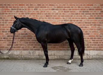 KWPN, Gelding, 3 years, 16,1 hh, Black