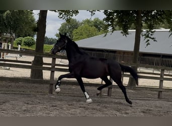 KWPN, Gelding, 3 years, 16,1 hh, Black