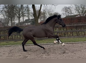 KWPN, Gelding, 3 years, 16,1 hh, Black