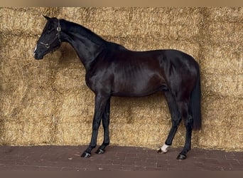 KWPN, Gelding, 3 years, 16,1 hh, Black