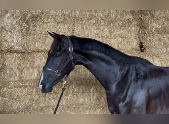 KWPN, Gelding, 3 years, 16,1 hh, Black