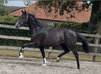 KWPN, Gelding, 3 years, 16,1 hh, Black