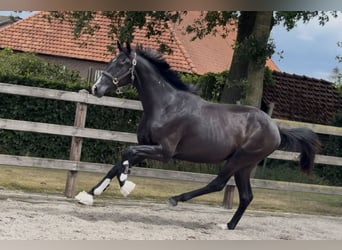 KWPN, Gelding, 3 years, 16,1 hh, Black