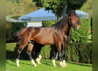 KWPN, Gelding, 3 years, 16,1 hh, Brown