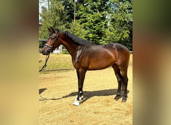 KWPN, Gelding, 3 years, 16,1 hh, Brown