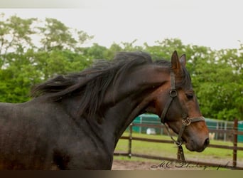 KWPN, Gelding, 3 years, 16,1 hh, Brown