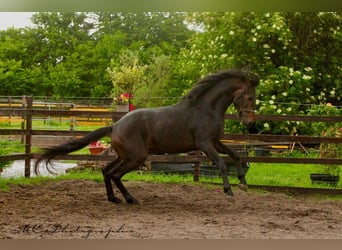 KWPN, Gelding, 3 years, 16,1 hh, Brown