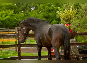 KWPN, Gelding, 3 years, 16,1 hh, Brown