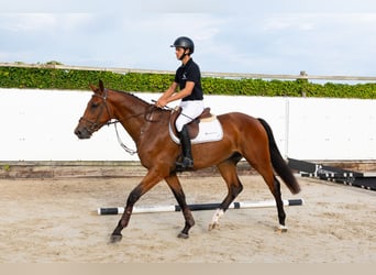 KWPN, Gelding, 3 years, 16,1 hh, Brown
