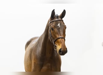KWPN, Gelding, 3 years, 16,1 hh, Brown