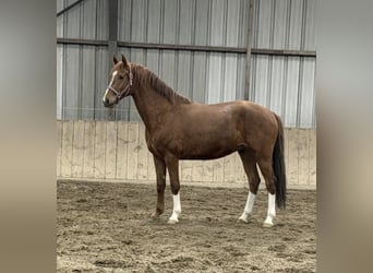 KWPN, Gelding, 3 years, 16,1 hh, Chestnut