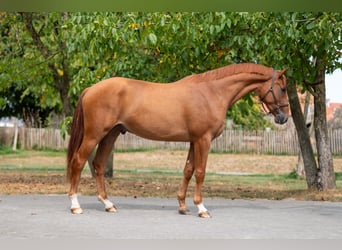 KWPN, Gelding, 3 years, 16,1 hh, Chestnut-Red