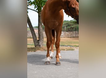 KWPN, Gelding, 3 years, 16,1 hh, Chestnut-Red