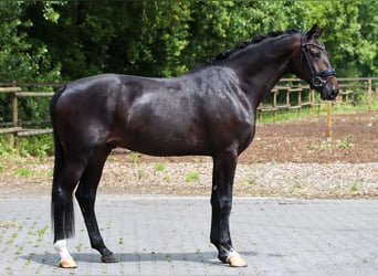KWPN, Gelding, 3 years, 16,2 hh, Bay-Dark