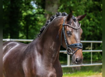 KWPN, Gelding, 3 years, 16,2 hh, Bay-Dark