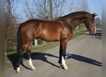 KWPN, Gelding, 3 years, 16,2 hh, Bay